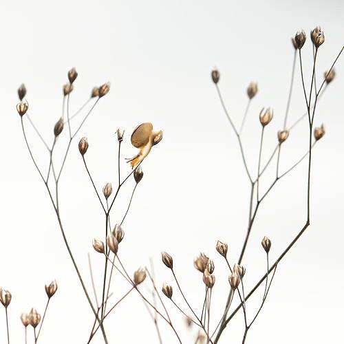 Award-winning photograph In white by Camille Briottet, 2026 MUSE Photography Awards Platinum Winner