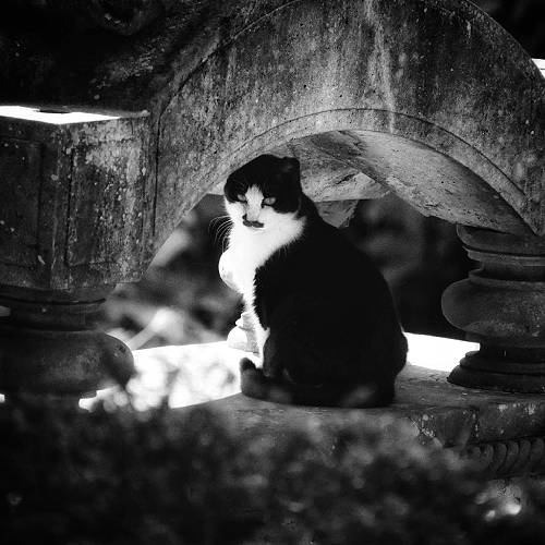 Award-winning photograph Cat in the Yokohama Cemetery by AYUMI KAWAKAMI, 2026 MUSE Photography Awards Silver Winner