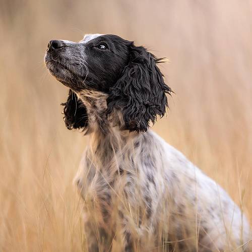 Award-winning photograph In the Meadow by Lauren Sumida, 2026 MUSE Photography Awards Gold Winner