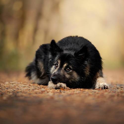 Award-winning photograph Puppy Eyes by Lauren Sumida, 2026 MUSE Photography Awards Gold Winner