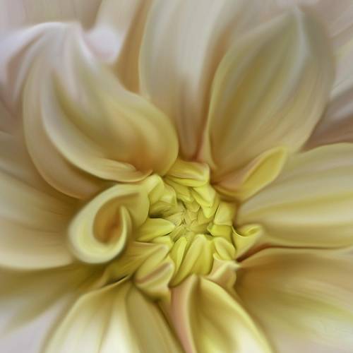 Award-winning photograph Soft Radiance by Sara Hayman, 2026 MUSE Photography Awards Gold Winner