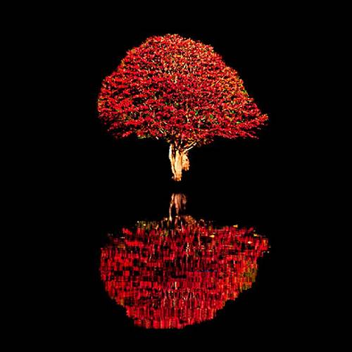 Award-winning photograph Reflect into Darkness by Martina Prša, 2026 MUSE Photography Awards Gold Winner