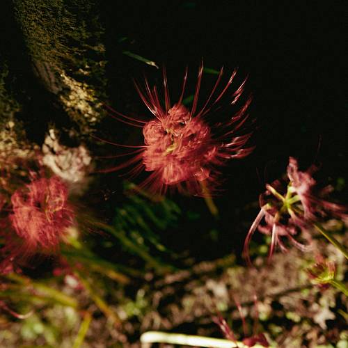 Award-winning photograph Venus retrograde by JUN, 2026 MUSE Photography Awards Gold Winner