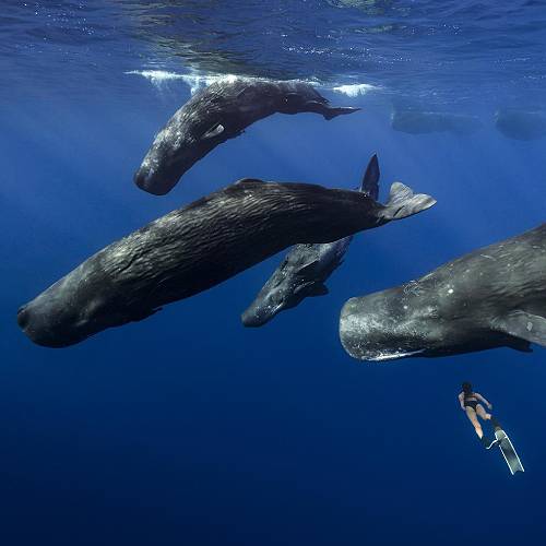 Award-winning photograph Giants of the blue by Khaichuin Sim, 2026 MUSE Photography Awards Gold Winner