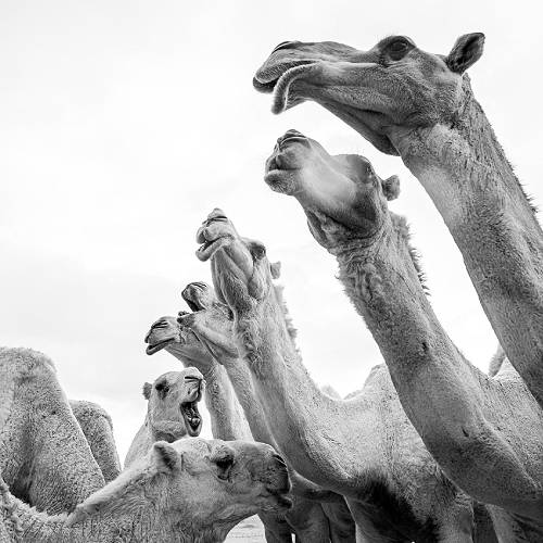 2026 MUSE Photography Winner - سفن الصحراء by Mohammad Alkhmsan  