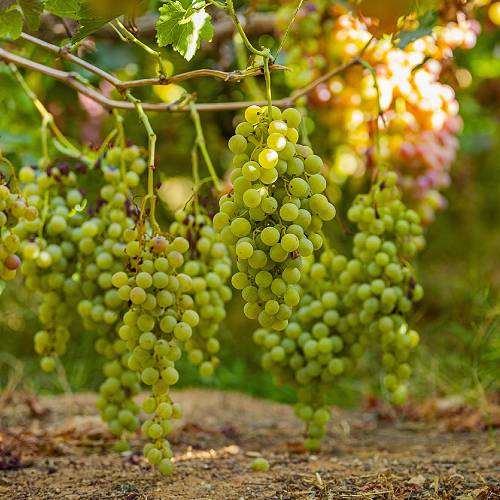 Award-winning photograph Grapes by Mohammad Alkhmsan  , 2026 MUSE Photography Awards Gold Winner
