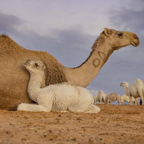 Award-winning photograph CAMELS by Mohammed AL-khamsan, 2026 MUSE Photography Awards Gold Winner