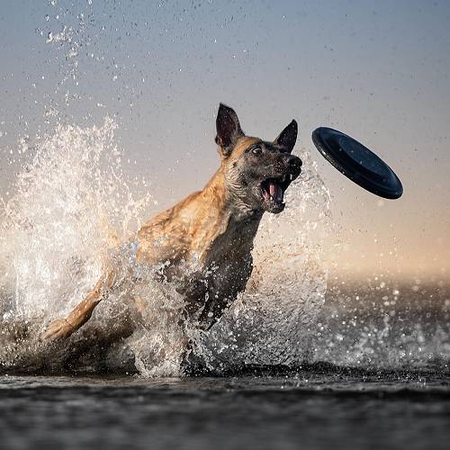 Award-winning photograph Target Locked  by Tracey McIntosh, 2026 MUSE Photography Awards Platinum Winner