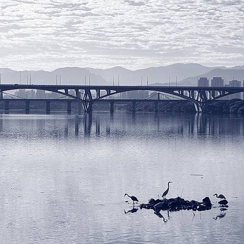 Urban Sanctuary: Silent Observers of the River