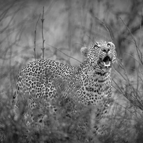 Award-winning photograph Just checking - Leopard in the Wilderness by Hans Wagemaker, 2026 MUSE Photography Awards Silver Winner