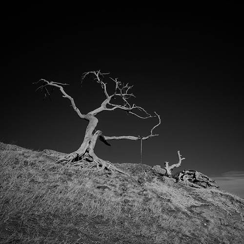 Burmis Tree