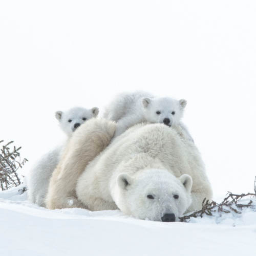 WAPUSK POLAR BEARS