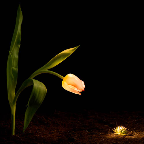MUSE Photography Awards Silver Winner - Extra Ordinary by Molland Photography