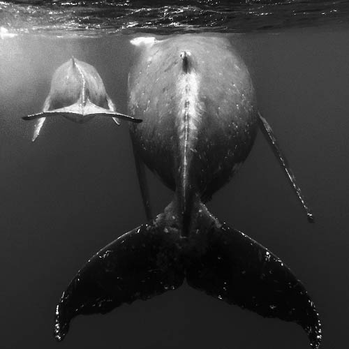 MUSE Photography Awards Category Winners of the Year Winner - Floating together by wen hua chen