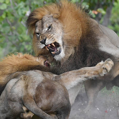 MUSE Photography Awards Gold Winner - The Lion King by Ron Magill