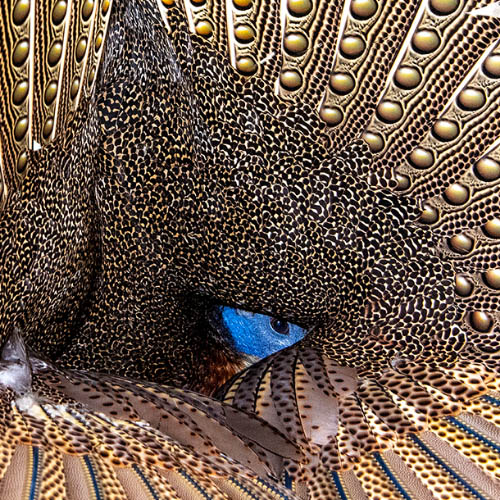 I See You! - Photography Winner