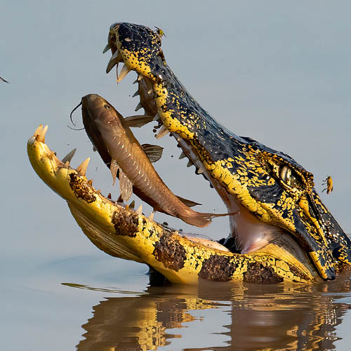 MUSE Photography Awards Gold Winner - The Circle of Life by Ron Magill