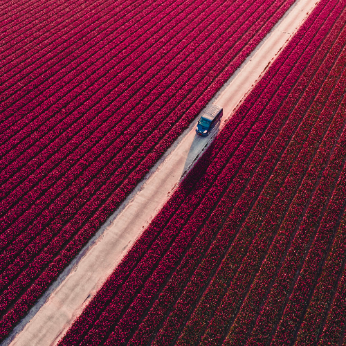 MUSE Photography Awards Category Winners of the Year Winner - Blooming Delivery by Mite Visuals