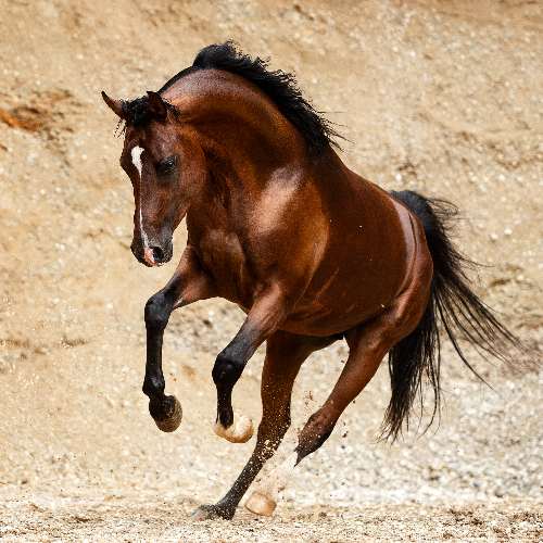 MUSE Photography Awards Silver Winner - Desert Horse by Verena Dechant