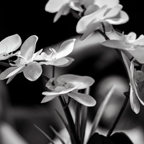 MUSE Photography Awards Silver Winner - The Flower by Michael Potts