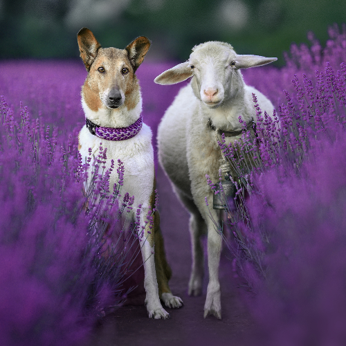 MUSE Photography Awards Gold Winner - Shepherd and his sheep by Lucia Drietomská
