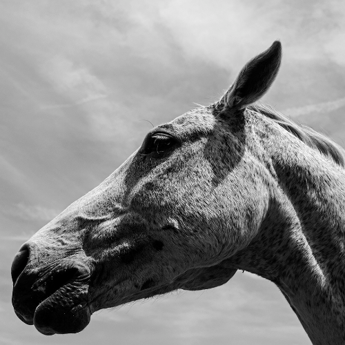 MUSE Photography Awards Silver Winner - Majesty by Gregory Coutros
