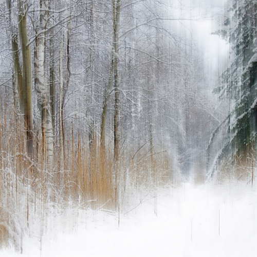 MUSE Photography Awards Silver Winner - Panned seasons in the moor by Sven Thamm