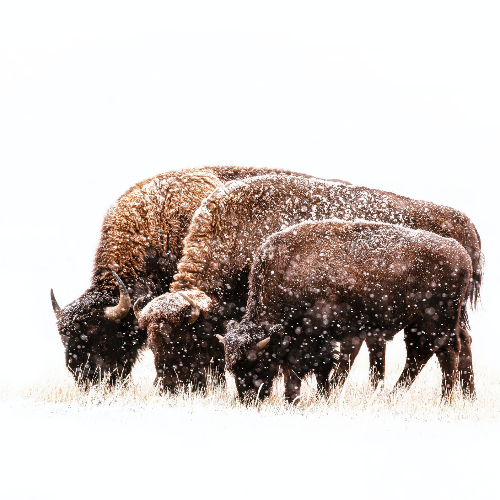 MUSE Photography Awards Gold Winner - FAMILY BONDS by Lars Gesing