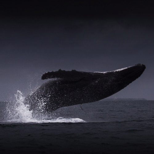 MUSE Photography Awards Platinum Winner - Huge lucky by Kyo Chen
