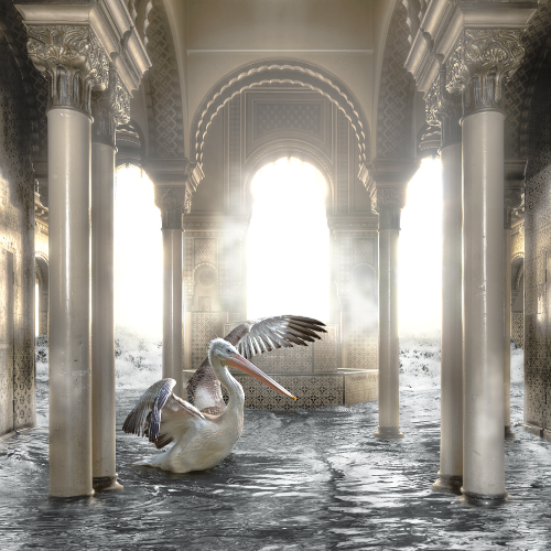 MUSE Photography Awards Silver Winner - The Legend Of The Pelican by Cheraine Collette