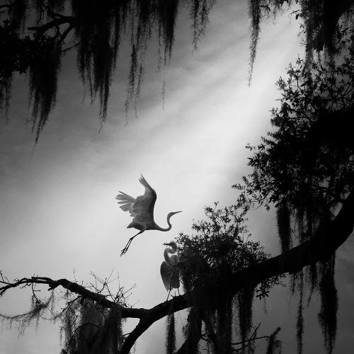 MUSE Photography Awards Gold Winner - Secret Garden by Fenqiang Liu