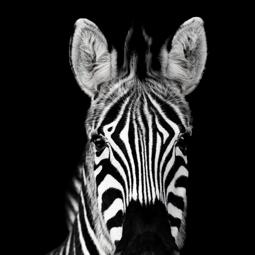 MUSE Photography Awards Silver Winner - Marty by Ann-Christin Vogler