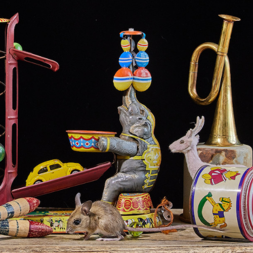 MUSE Photography Awards Silver Winner - Live Still Life by Tailai OBrien