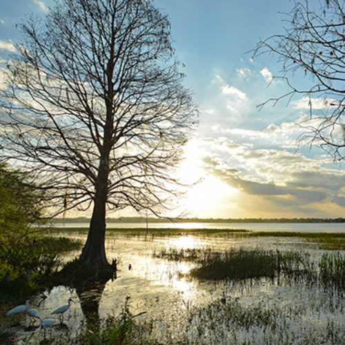 MUSE Photography Awards Silver Winner - Winter Haven Heaven by Rachel Perdue