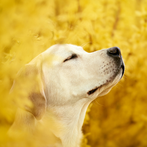MUSE Photography Awards Gold Winner - The Moment of Calmness by Greta Zubova