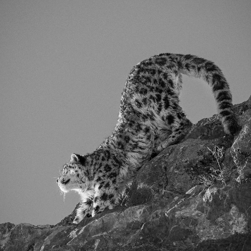 MUSE Photography Awards Gold Winner - Evening Stretch by Vinayak Shankar