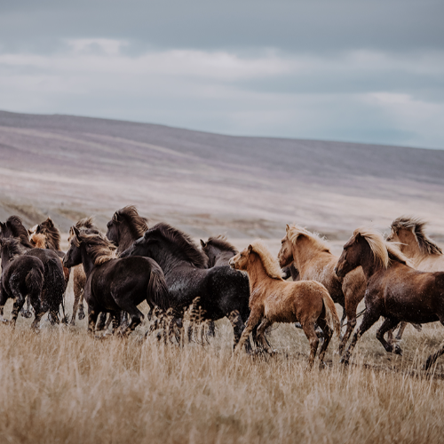 MUSE Photography Awards Gold Winner - One With The Herd by Janine Ulbrich