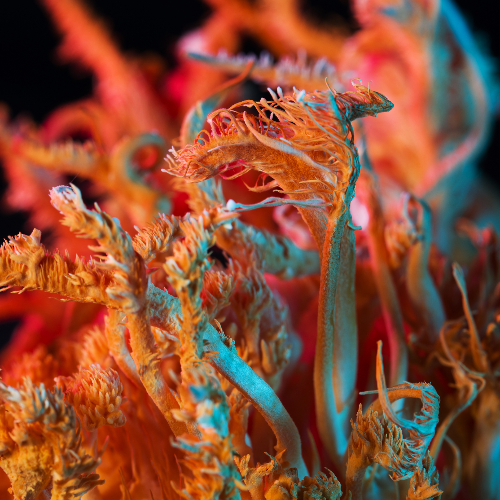 MUSE Photography Awards Silver Winner - Art of fungi by Irina Petrova Adamatzky