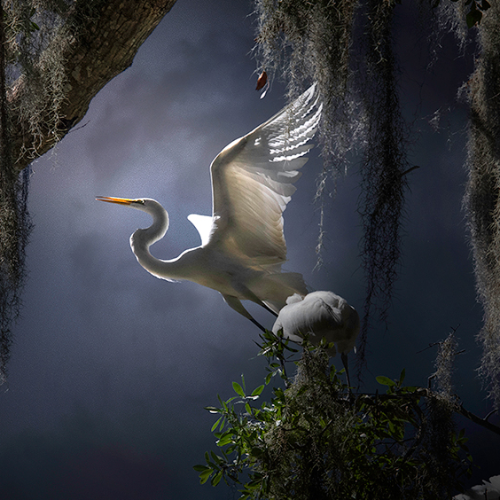 Wings of Courage - Photography Winner