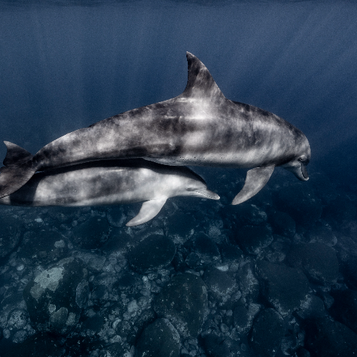 MUSE Photography Awards Gold Winner - Cherish by Manami Kuriyama