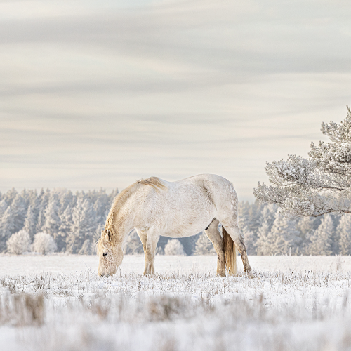 Estonian Native Horse Aragon - Photography Winner