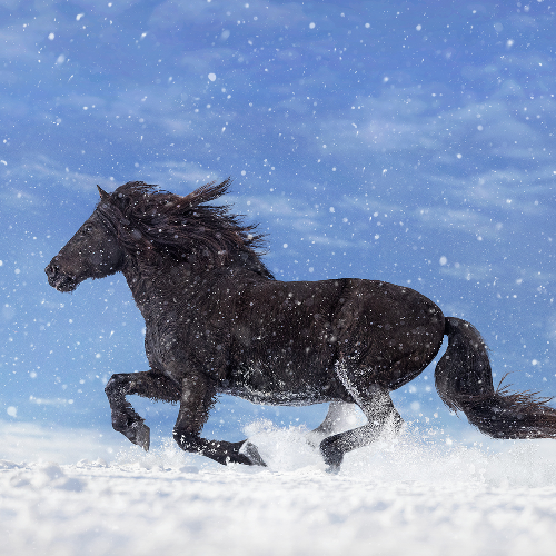 MUSE Photography Awards Gold Winner - Estonian Native Horse Tekkor by Merlin Viir