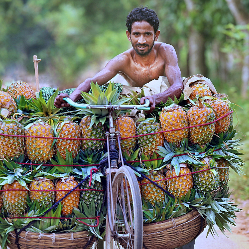 MUSE Photography Awards Gold Winner - The Pineapple Bicycle by Pinu Rahman