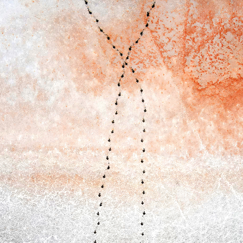 MUSE Photography Awards Silver Winner - Crossing Paths by Julie Kenny