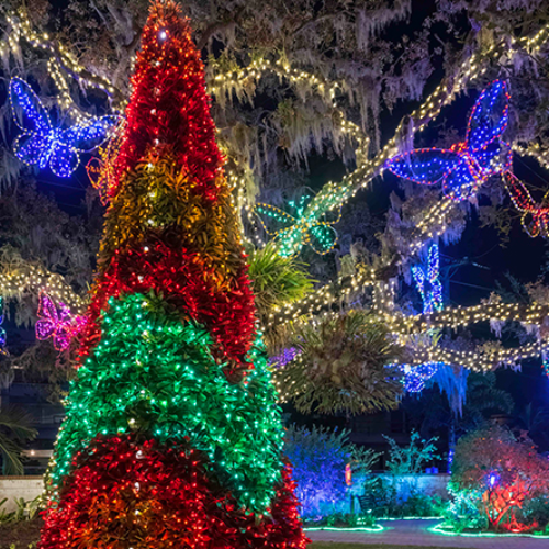 MUSE Photography Awards Gold Winner - Lights In Bloom! by Cliff Roles