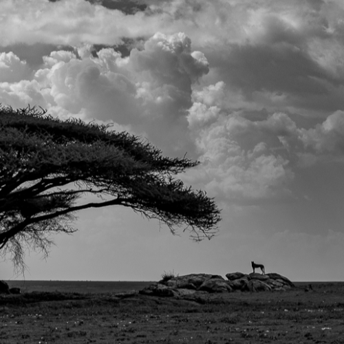 MUSE Photography Awards Gold Winner - The Endless Search by Jules Oldroyd
