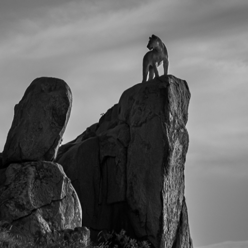 MUSE Photography Awards Gold Winner - Rock Prince by Jules Oldroyd