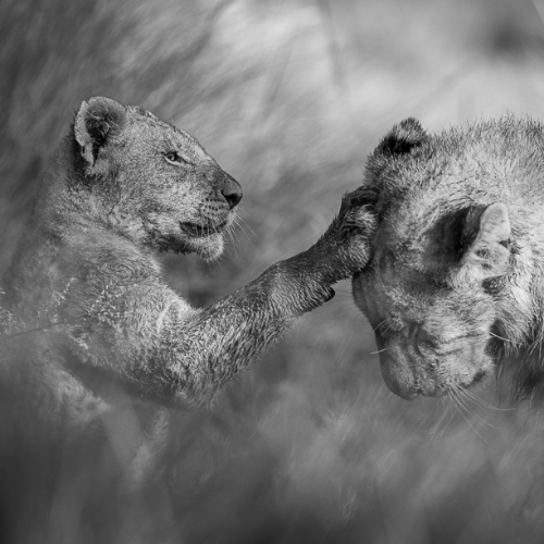 MUSE Photography Awards Gold Winner - The Young Ones by Jules Oldroyd