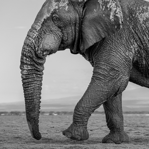 MUSE Photography Awards Silver Winner - Resilience by Jules Oldroyd