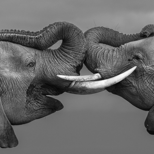 MUSE Photography Awards Gold Winner - Family Ties by Jules Oldroyd